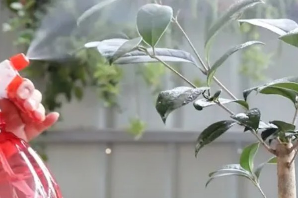 桂花叶子边缘干枯的原因,可能是光照不足所致