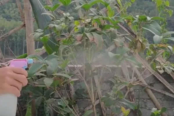 桂花叶子边缘干枯的原因,可能是光照不足所致