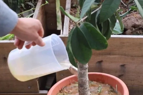 桂花叶子边缘干枯的原因,可能是光照不足所致