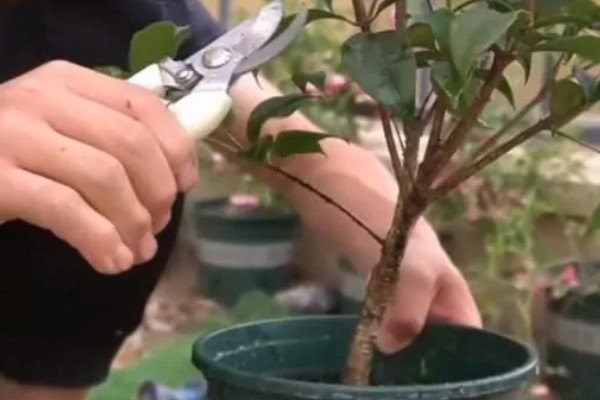 桂花叶子边缘干枯的原因,可能是光照不足所致