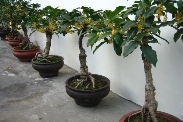 桂花叶子边缘干枯的原因,可能是光照不足所致