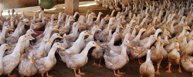 鸭子如何分公母，可以观察尾部和体型等