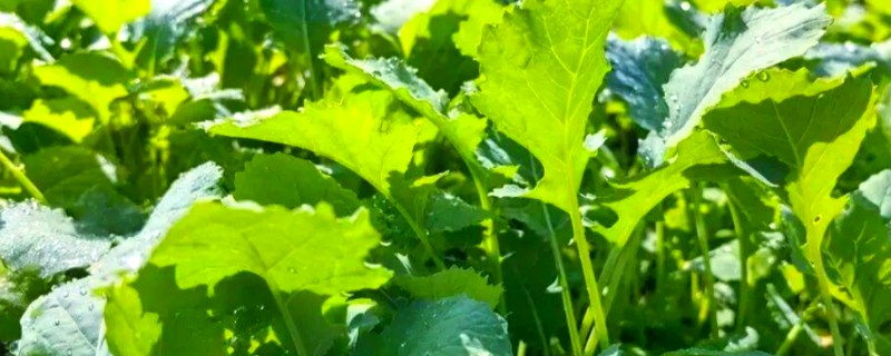 10月适合种植什么农作物，可以种植油菜、小麦等