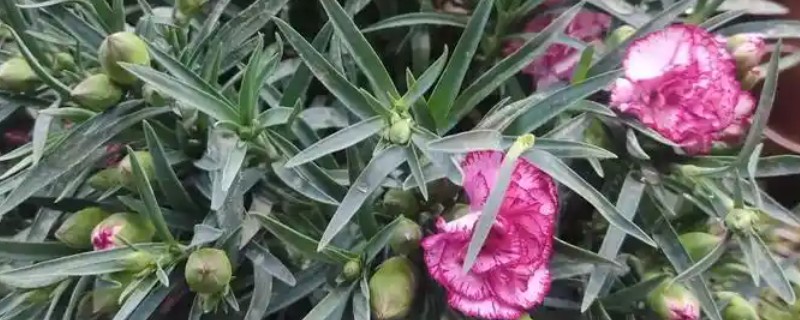 康乃馨花苞还没开就枯萎了怎么处理，缺水要及时浇灌水分