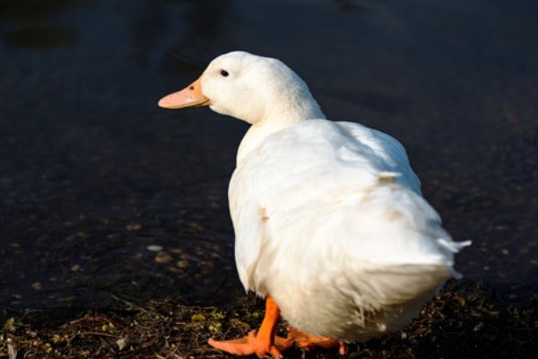 鸭子如何分公母，可以观察尾部和体型等