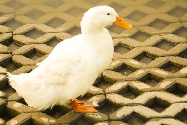 鸭子如何分公母，可以观察尾部和体型等