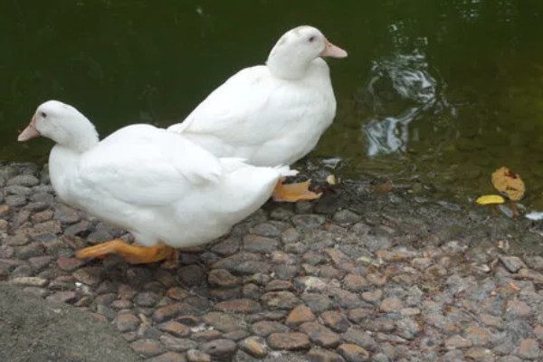 鸭子如何分公母，可以观察尾部和体型等