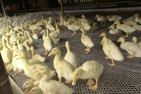 鸭子如何分公母，可以观察尾部和体型等