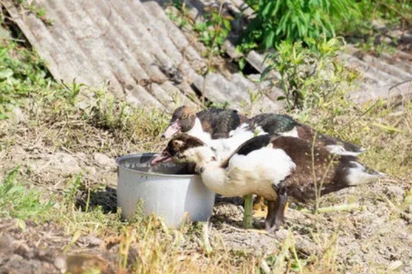 鸭子如何分公母，可以观察尾部和体型等