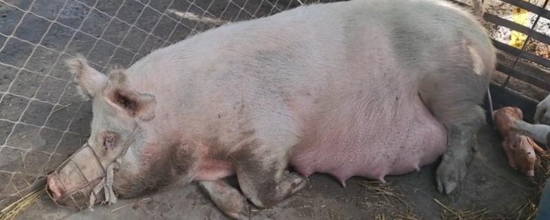 母猪产后护理方法，胎衣不下可注射缩宫素或氯前列烯醇
