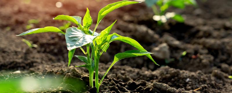 农作物营养生长和生殖生长的简介，营养生长指种子萌发至幼穗分化前这段时间