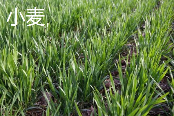 10月适合种植什么农作物，可以种植油菜、小麦等