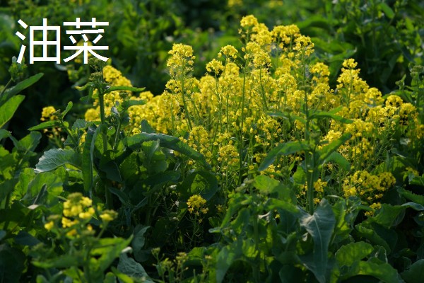 10月适合种植什么农作物，可以种植油菜、小麦等