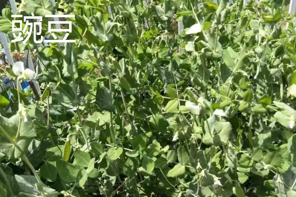 10月适合种植什么农作物，可以种植油菜、小麦等