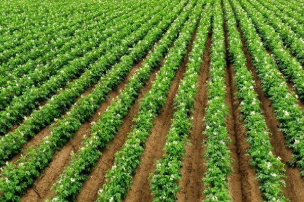 10月适合种植什么农作物，可以种植油菜、小麦等