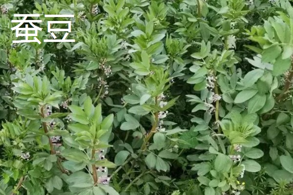10月适合种植什么农作物，可以种植油菜、小麦等