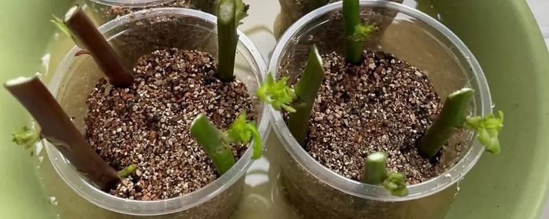 珙桐的繁殖方法，以扦插、播种、嫁接为主