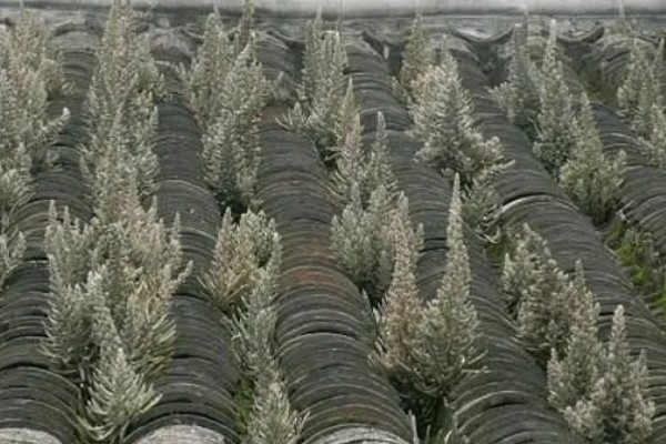 瓦松长在什么地方,一般长在瓦房上