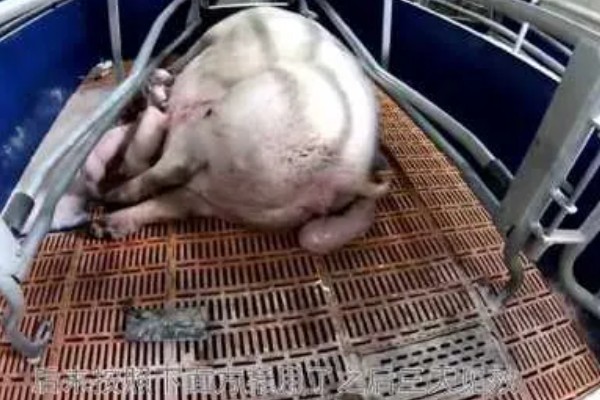母猪产后护理方法,胎衣不下可注射缩宫素或氯前列烯醇
