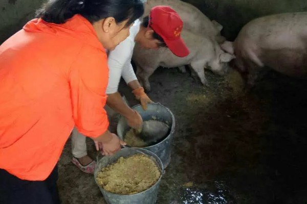 母猪产后护理方法,胎衣不下可注射缩宫素或氯前列烯醇