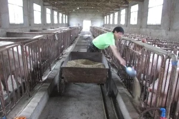 母猪产后护理方法,胎衣不下可注射缩宫素或氯前列烯醇