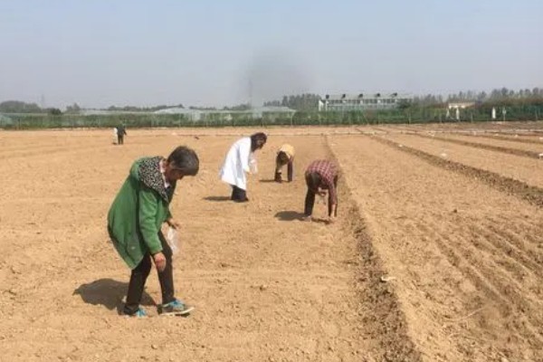 珙桐的繁殖方法,以扦插、播种、嫁接为主