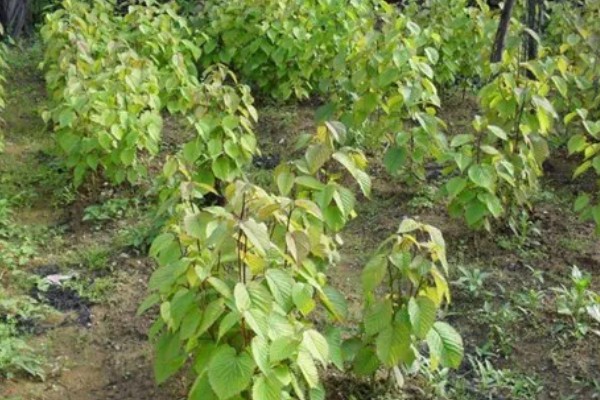 珙桐的繁殖方法,以扦插、播种、嫁接为主