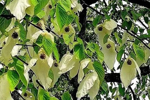 珙桐的繁殖方法,以扦插、播种、嫁接为主