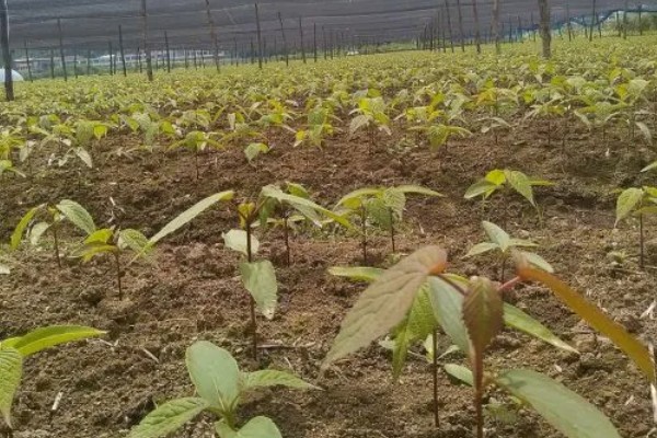 珙桐的繁殖方法,以扦插、播种、嫁接为主