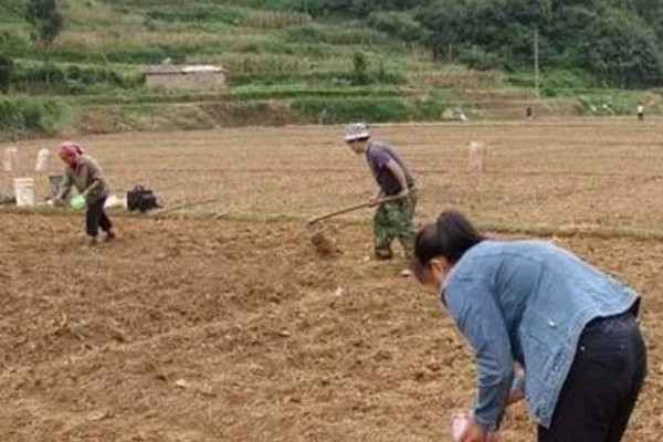 珙桐的繁殖方法,以扦插、播种、嫁接为主