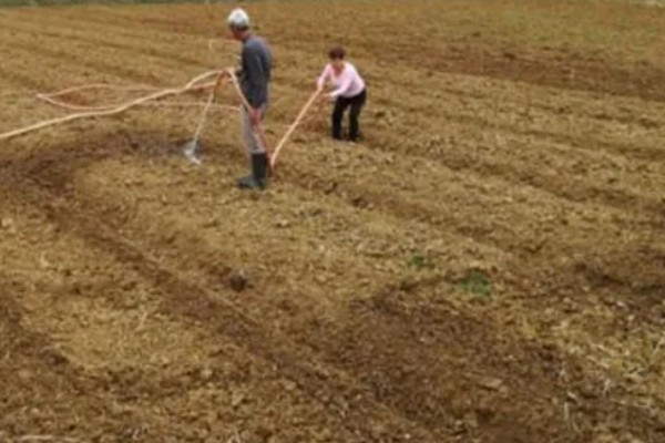 珙桐的繁殖方法,以扦插、播种、嫁接为主