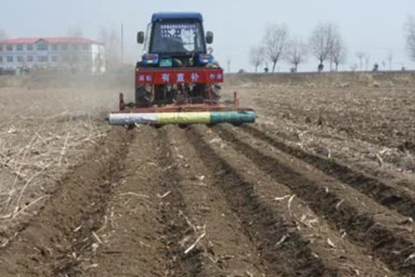 珙桐的繁殖方法,以扦插、播种、嫁接为主