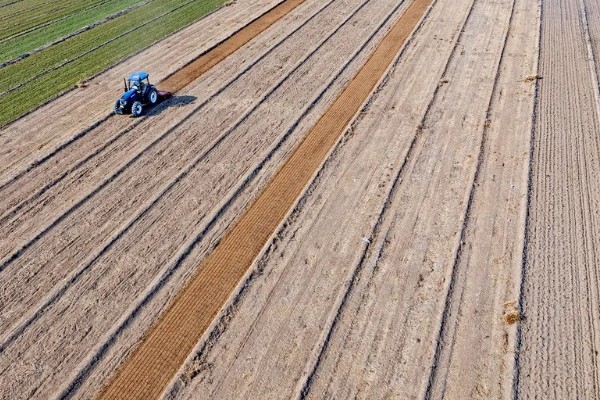 珙桐的繁殖方法,以扦插、播种、嫁接为主