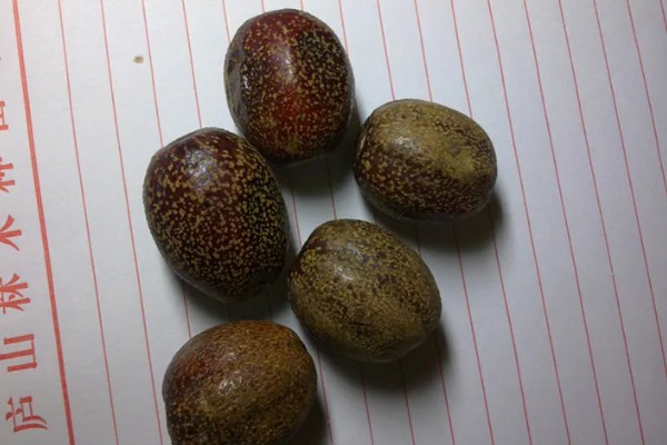 珙桐的繁殖方法,以扦插、播种、嫁接为主