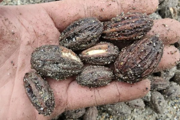 珙桐的繁殖方法,以扦插、播种、嫁接为主