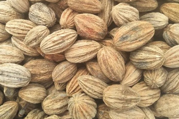 珙桐的繁殖方法,以扦插、播种、嫁接为主