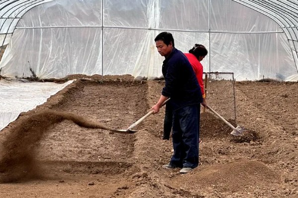 珙桐的繁殖方法,以扦插、播种、嫁接为主