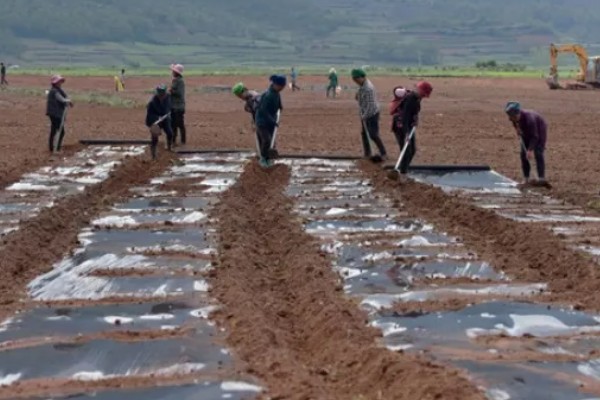 珙桐的繁殖方法,以扦插、播种、嫁接为主