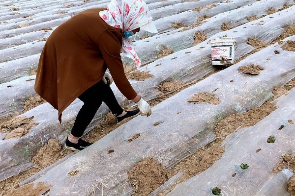 珙桐的繁殖方法,以扦插、播种、嫁接为主