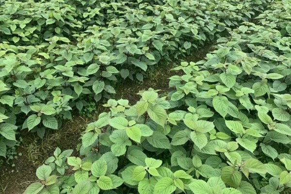 珙桐的繁殖方法,以扦插、播种、嫁接为主