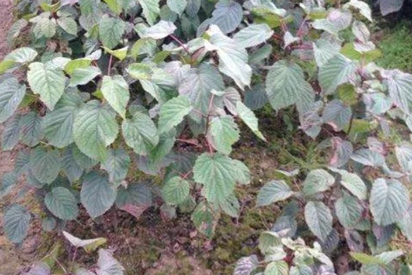 珙桐的繁殖方法,以扦插、播种、嫁接为主