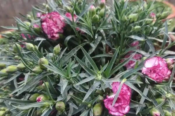 康乃馨花苞还没开就枯萎了怎么处理，缺水要及时浇灌水分