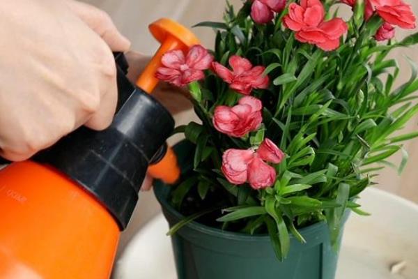 康乃馨花苞还没开就枯萎了怎么处理，缺水要及时浇灌水分