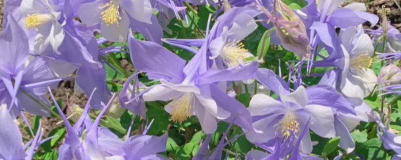 怎么让耧斗菜过冬，把温度保持在5℃以上