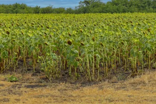 农作物营养生长和生殖生长的简介，营养生长指种子萌发至幼穗分化前这段时间