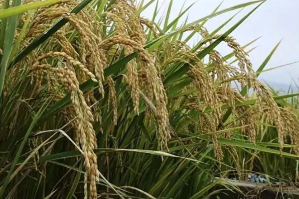 农作物营养生长和生殖生长的简介，营养生长指种子萌发至幼穗分化前这段时间