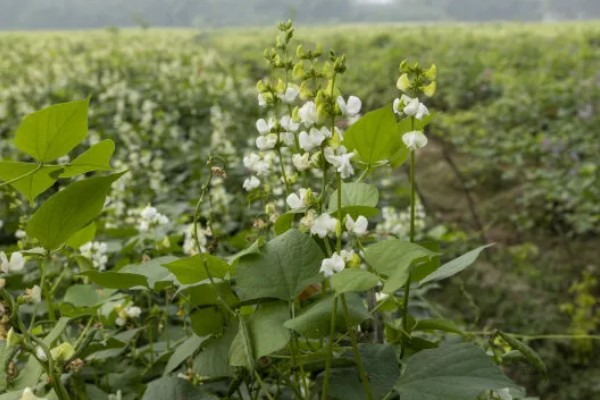 农作物营养生长和生殖生长的简介，营养生长指种子萌发至幼穗分化前这段时间