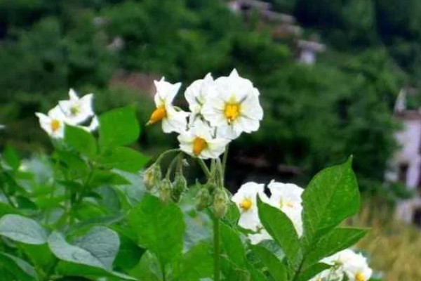 农作物营养生长和生殖生长的简介，营养生长指种子萌发至幼穗分化前这段时间