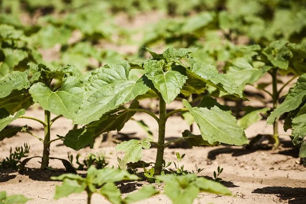 农作物营养生长和生殖生长的简介，营养生长指种子萌发至幼穗分化前这段时间