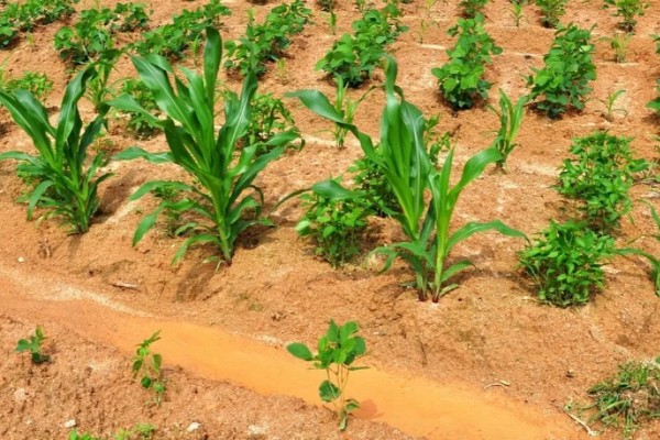 农作物营养生长和生殖生长的简介，营养生长指种子萌发至幼穗分化前这段时间
